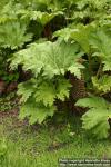 Photo: Gunnera tinctoria 1.