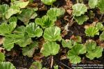 Photo: Gunnera magellanica 1.