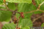 Photo: Hamamelis mollis.