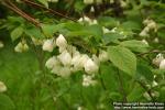 Photo: Halesia carolina 1.