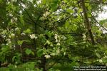 Photo: Halesia carolina 5.