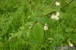 Photo: Halesia carolina 6.