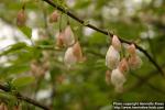 Photo: Halesia carolina 7.