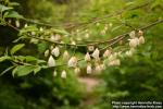 Photo: Halesia carolina 9.