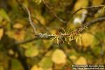 Photo: Hamamelis virginiana 10.