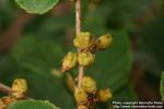 Photo: Hamamelis mollis 4.