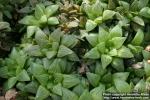 Photo: Haworthia turgida 1.