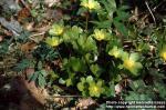 Photo: Hacquetia epipactis.