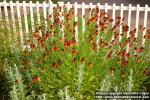 Photo: Helenium autumnale.