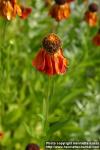 Photo: Helenium autumnale 1.