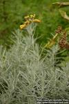 Photo: Helichrysum italicum 2.