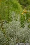 Photo: Helichrysum italicum 4.