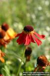 Photo: Helenium autumnale 2.