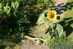 Photo: Helianthus annuus 16.