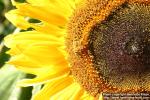 Photo: Helianthus annuus 18.