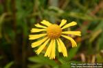 Photo: Helenium autumnale 5.