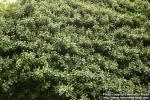 Photo: Hedera helix 6.