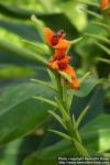 Photo: Hedychium gardnerianum 2.