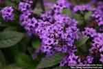 Photo: Heliotropium arborescens 3.