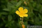 Photo: Helianthemum nummularium 1.