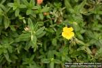 Photo: Helianthemum nummularium 3.