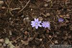 Photo: Hepatica x media 4.