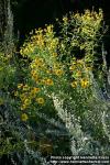 Photo: Helenium autumnale 11.