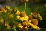 Photo: Helenium autumnale 12.