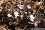 Photo: Hepatica x media 7.