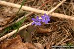 Photo: Hepatica nobilis 10.