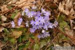 Photo: Hepatica nobilis 11.