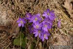 Hepatica nobilis 14.