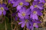 Photo: Hepatica nobilis 15.