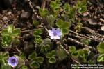 Photo: Hepatica x media 8.