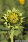 Photo: Helianthus annuus 36.