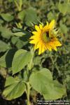 Photo: Helianthus annuus 38.