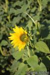 Photo: Helianthus annuus 41.