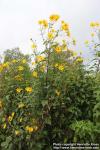 Photo: Helianthus tuberosus 11.