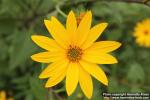 Photo: Helianthus tuberosus 13.