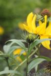 Photo: Helianthus maximiliani 2.