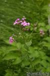 Photo: Hesperis matronalis 2.