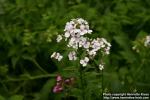 Photo: Hesperis matronalis 4.