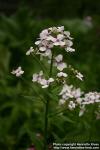 Photo: Hesperis matronalis 5.