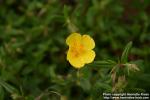 Photo: Helianthemum nummularium 6.