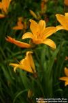 Photo: Hemerocallis middendorffii 2.