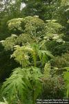 Photo: Heracleum mantegazzianum 06.