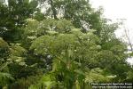 Photo: Heracleum mantegazzianum 07.