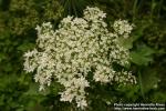 Photo: Heracleum mantegazzianum 08.