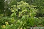 Photo: Heracleum mantegazzianum 12.