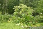 Photo: Heracleum mantegazzianum 13.